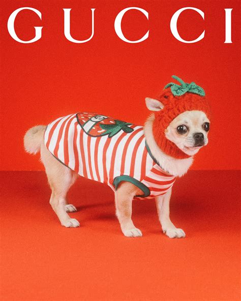 dog gucci slides.jpg